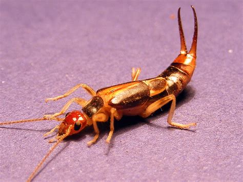 Labiduridaelabidura Riparia Female Giant Earwig 0017 Flickr