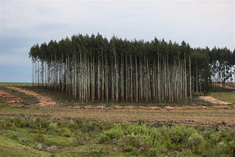 Uruguay Y Su Forestaci N El Pilar Del Desarrollo Sustentable En El Pa S