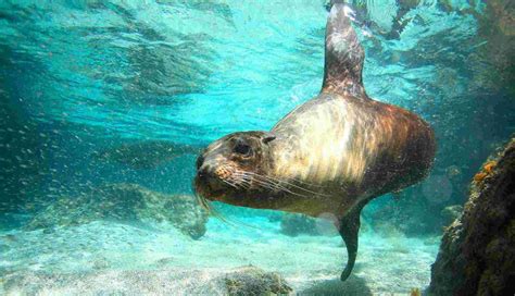 12 Day Galapagos Islands Wildlife Photography Expedition - WildNature Photo Expeditions