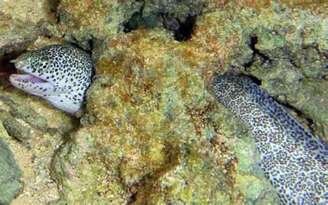 Painted Moray Gymnothorax Pictus Ahl 1789 The Australian Museum