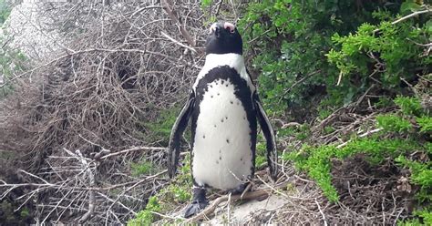 Cape Point Kap Der Guten Hoffnung Pinguine Private Halbtagestour