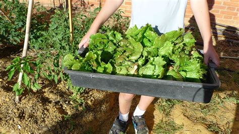 Qu Es Un Cultivo Ecol Gico Casero Cultivo Ecol Gico Casero Inicia