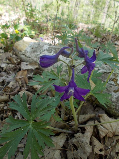 Wildflowers Along Kentucky River Trails