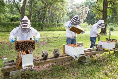 Management Honey Bee Research And Extension Laboratory University Of Florida Institute Of