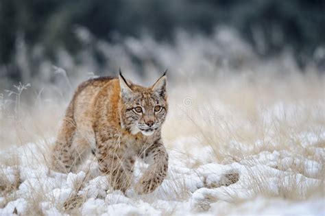 Eurasian Lynx Cub Walking On Snow With High Yellow Grass On Background