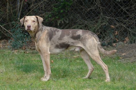 Deckrüden Ealc European Association Of Louisiana Catahoulas