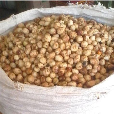 Jual Kacang Bogor Kg Indonesia Shopee Indonesia