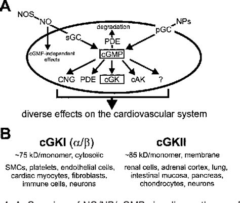 Figure From Regulation Of Nitric Oxidesensitive Guanylyl Cyclase