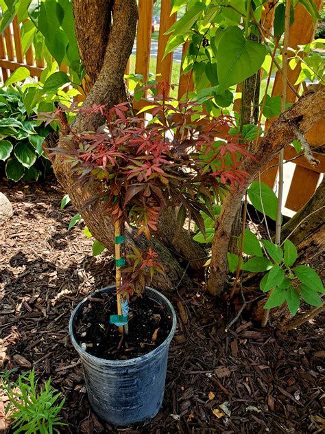 New Shaina Japanese Maple Owner Here Can I Get Your Expert S Advice On Care And Placement R