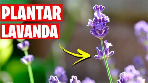 Gu A Completa Para Plantar Lavanda Por Esquejes En Tu Jard N