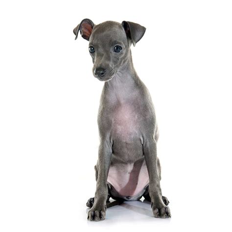 Miniature Italian Greyhound Size