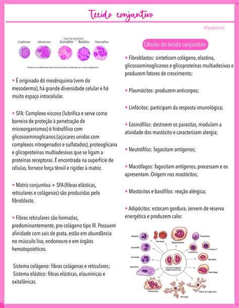 SOLUTION Tecido Conjuntivo Studypool