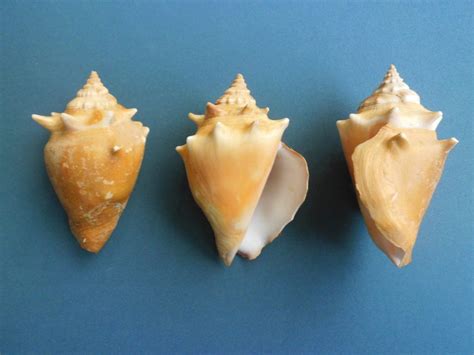 7 Rare Seashells Found On Sanibel Island And 7 Common Shells