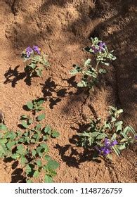 Silver Leaf Nightshade Royalty Free Images Stock Photos Pictures