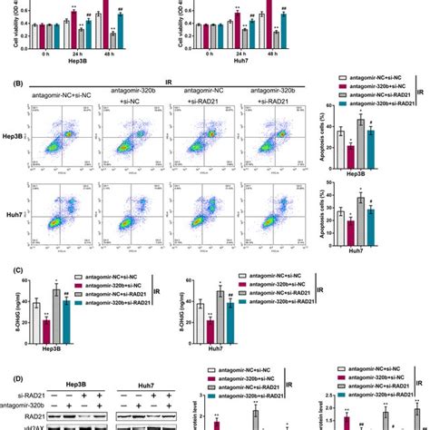 Effects Of RAD21 On Hepatocellular Carcinoma HCC Cell Sensitivity To