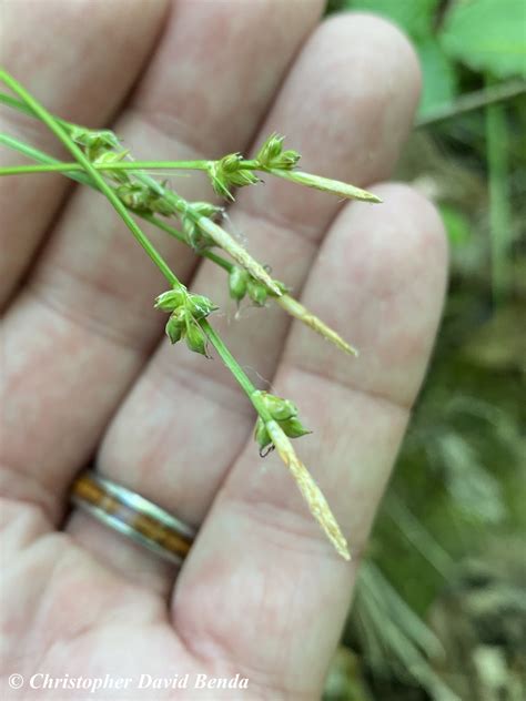 Carex Communis Illinois Botanizer