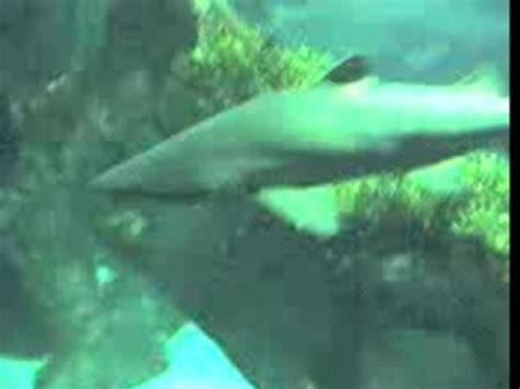 Requins 2 Video Dailymotion