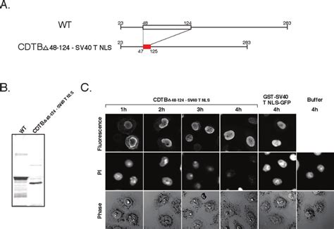 Chimera Protein Of Cdtb 48 124 Sv40 T Nls Acts As A Genotoxin In The