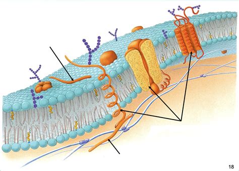 Peripheral Protein