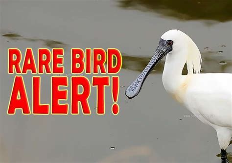 Rare Bird Alert In Malaysia Bird Watching Asia