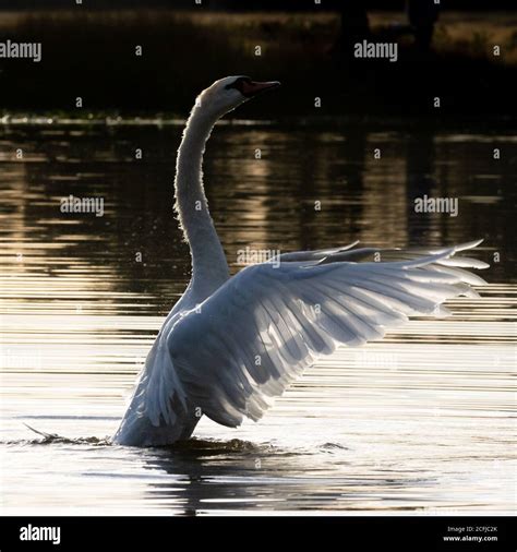 A Mute Swan Spreads Its Wings In The Golden Light Of Dawn On A Lake In