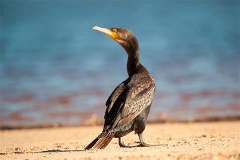 Great Cormorant | BIRDS in BACKYARDS