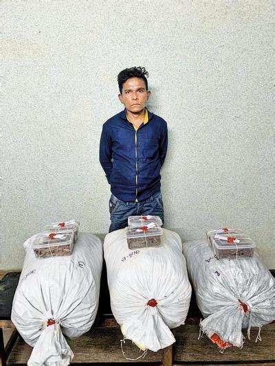 Odisha Man Held With Ganja Worth Rs 4L Surat News Times Of India