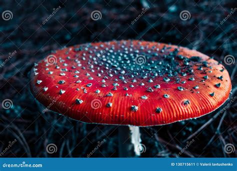 dangerous poisonous mushrooms close  vivid image stock image image
