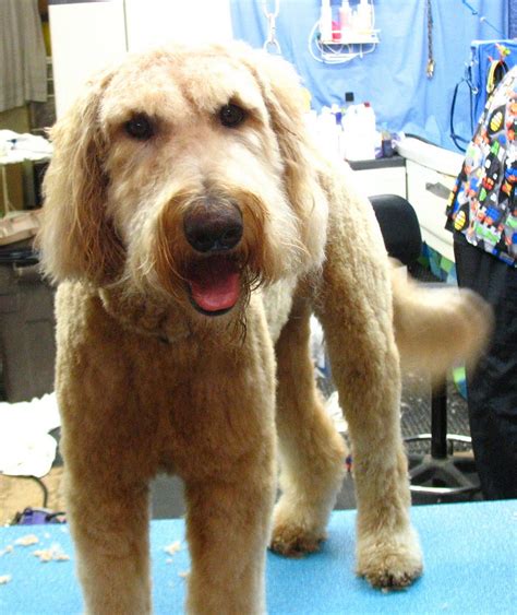 BBird's GroomBlog: GROOMING THE GOLDENDOODLE