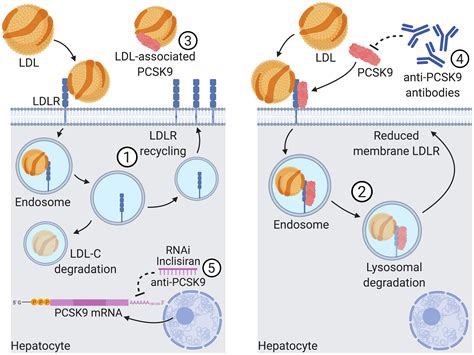 Lipoprotein Compartmentalisation As A Regulator Of PCSK9 Activity