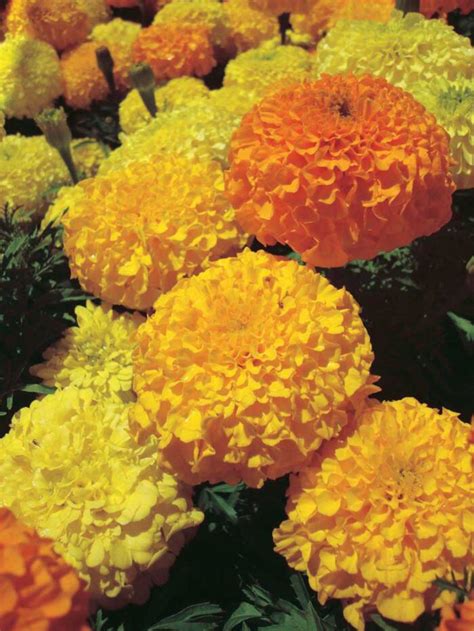 Marigolds Inca Series Yellow Tandt Seeds