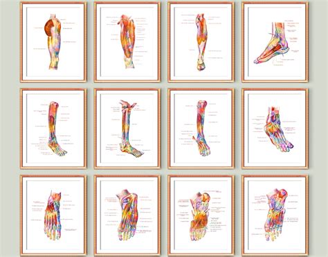 12 Podiatrist Office Decor Foot Anatomy Diagram Medical Poster - Etsy