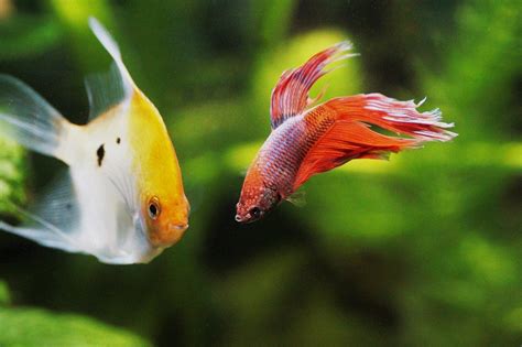 What Fish Can Live With Bettas Betta Tank Mate Guide CoralRealm