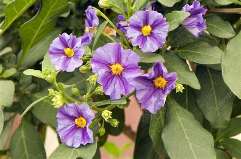 Solanum rantonnetii - Stock Image - C002/6720 - Science Photo Library