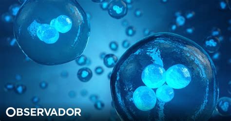 Cientistas criam modelo de embrião sem espermatozoide óvulo ou útero