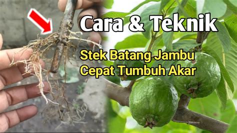 Pemula Wajib Tahu Cara Teknik Sambung Batang Jambu Agar Cepat Tumbuh