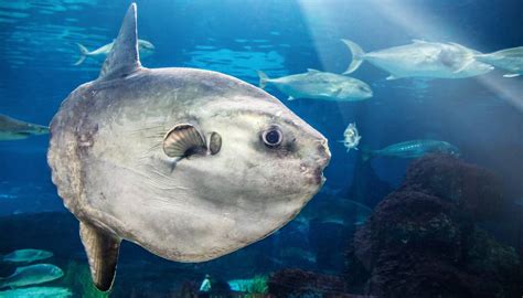 Fun Sunfish Facts For Kids | Kidadl