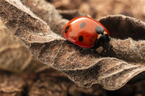 Ladybug Hd Macro Water Drop Insect Hd Wallpaper Rare Gallery