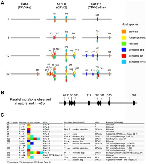 Mutations In The VP2 Capsid Protein Sequences Of Parvoviruses Observed