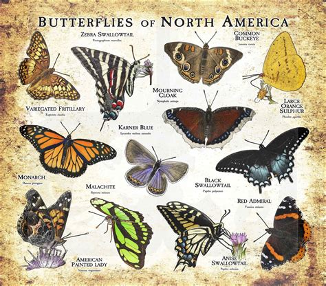 Butterflies of North America Poster Print | Etsy