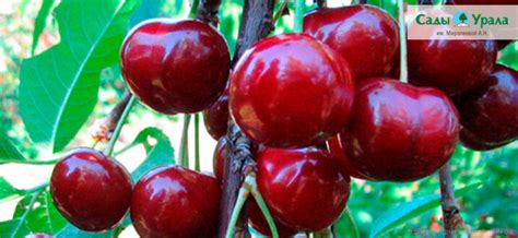 Сладкий ДЮК для ленивого сада: как вырастить гибрид черешни и вишни ...