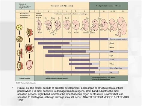 PPT Chapter 4 PRENATAL DEVELOPMENT AND BIRTH PowerPoint Presentation