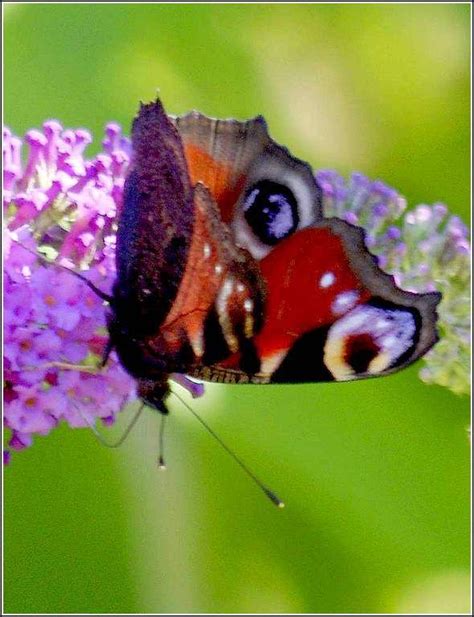 Les Papillons Paon Du Jour Inachis Io Balades Comtoises