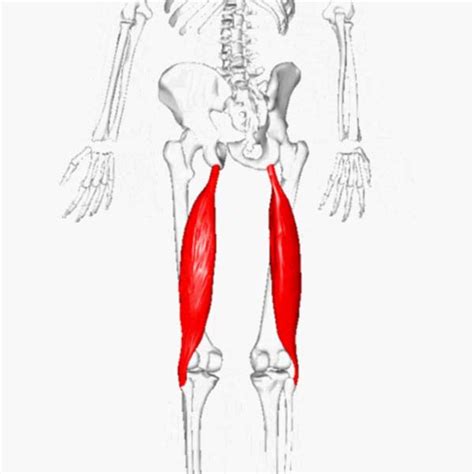 Biceps femoris – long head