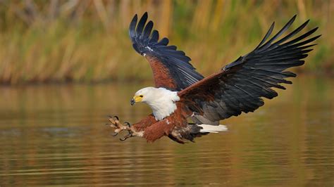 African Fish Eagle Haliaeetus Vocifer Desktop Wallpaper Hd Widescreen