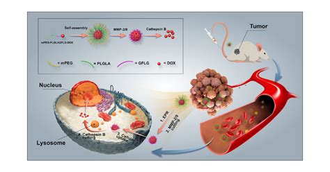 Dual Triggered Peptide Based Polymeric Micelles Enhance Doxorubicin