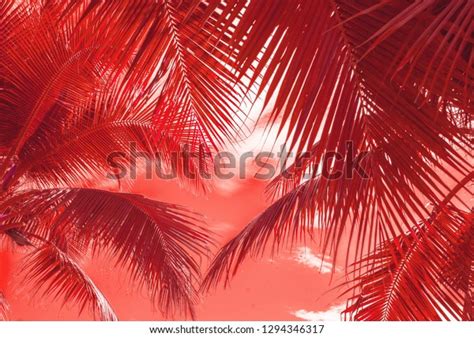 128,150 Red Palm Tree Stock Photos, Images & Photography | Shutterstock