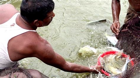 Amazing Fishing Videos Big Fish Catching By Net In Village Pond