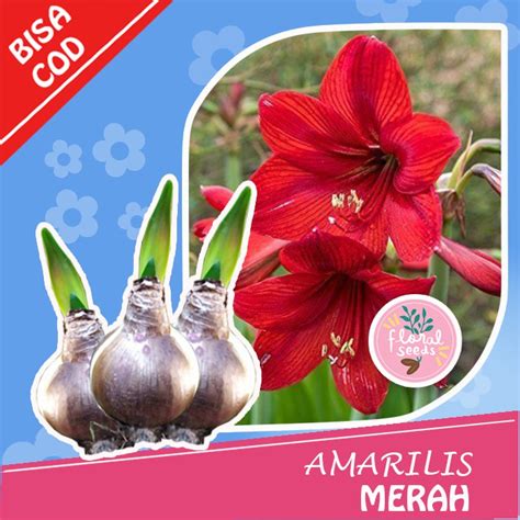 Jual Biji Benih Tanaman Hias Umbi Bunga Amarilis Amarylis Merah Putih