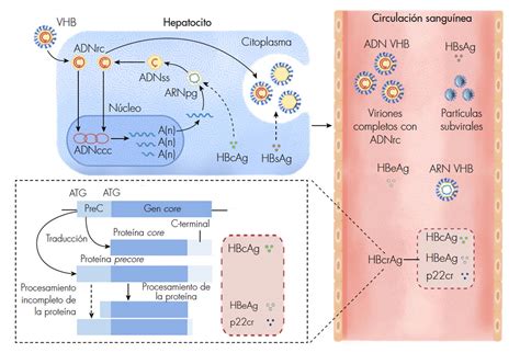 Biomarcadores Convencionales Y Emergentes En Hepatitis B